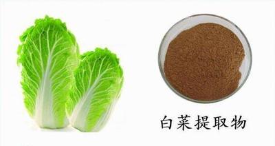 白菜提取物