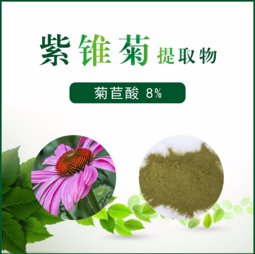 紫锥菊提取物 菊苣酸8%
