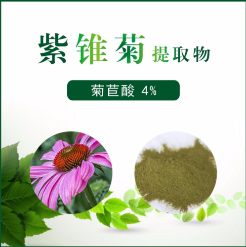 紫锥菊提取物 菊苣酸4%