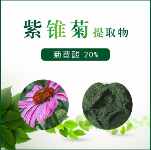 紫锥菊提取物 菊苣酸20%